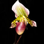 Cypripedium 7069 La serre aux orchidées, Ollioules février 2022.